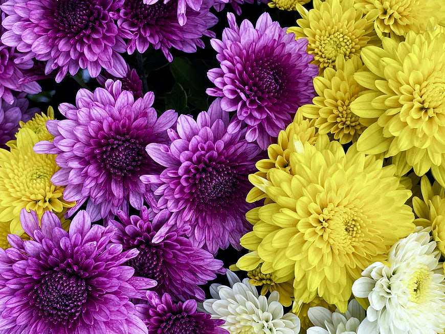 Vibrant Purple and Yellow Chrysanthemum Flower Pattern