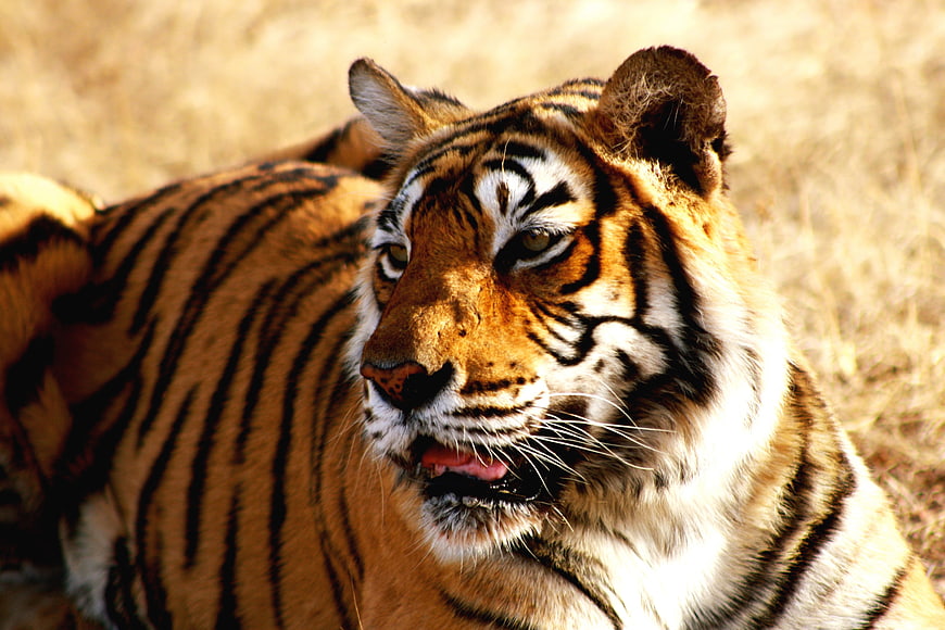 Close-up portrait of a majestic Indian tiger resting in dry grass