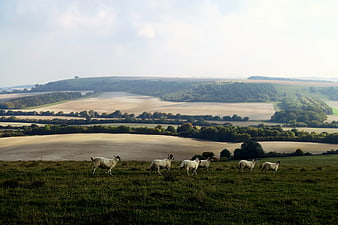 Sheep grazing on green hill overlooking rolling countryside