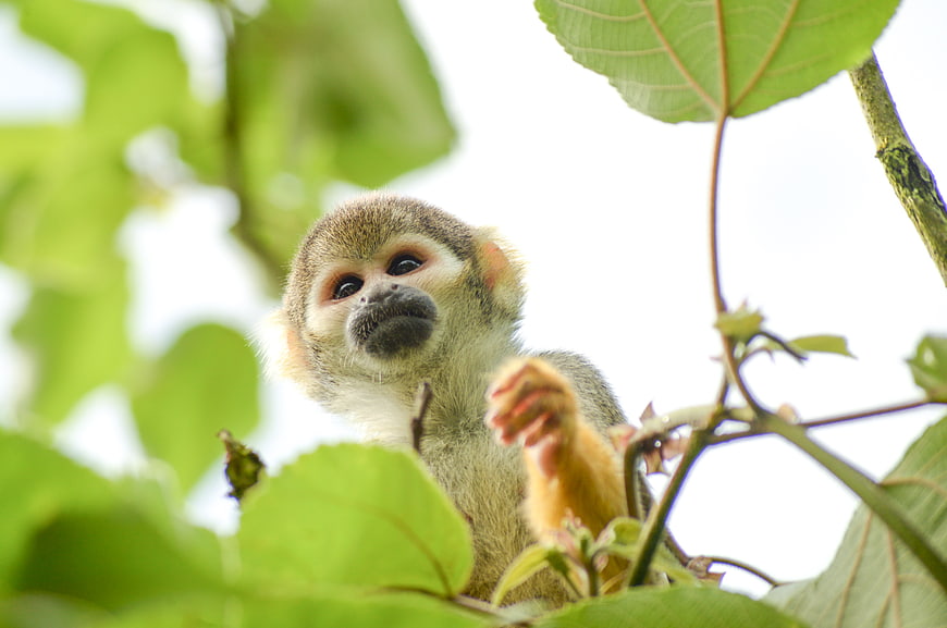 Cute Squirrel Monkey Looking Down from Tree Branch
