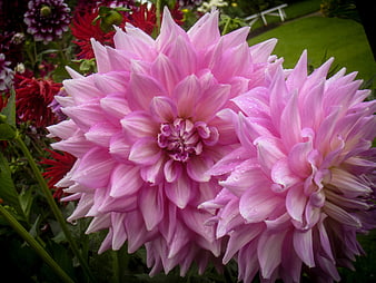 Close-up of vibrant pink dahlia flowers with water droplets