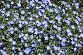 Top View of Blue Nemophila Flowers in Garden