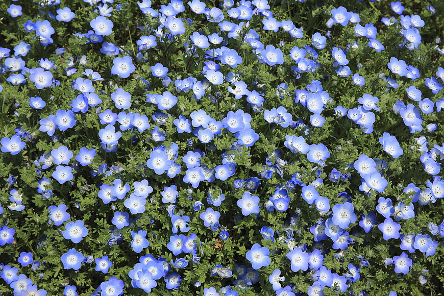 Top View of Blue Nemophila Flowers in Garden