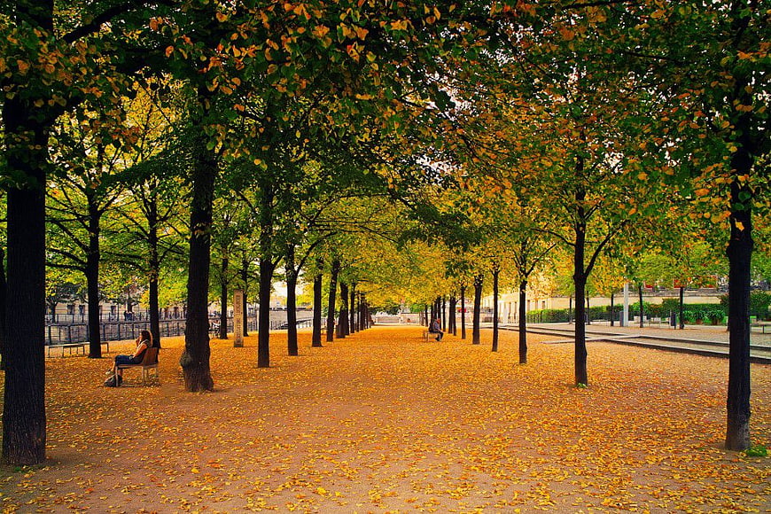 Autumn City Park Path with Golden Leaves
