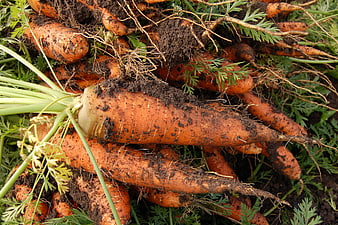 Freshly Harvested Dirty Carrots With Green Tops And Soil
