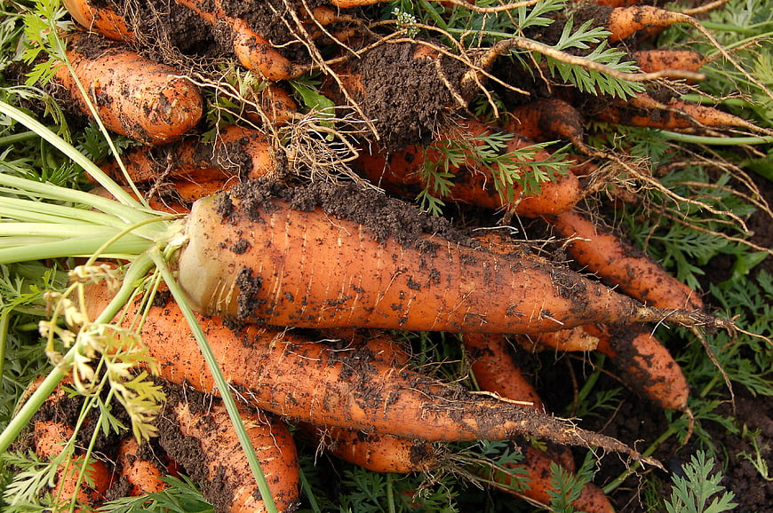 Freshly Harvested Dirty Carrots With Green Tops And Soil