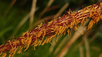 Close-up of golden grass seed head with flying seeds