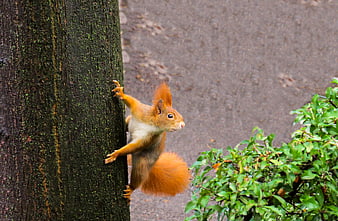 Red Squirrel Climbing Tree Trunk In Garden