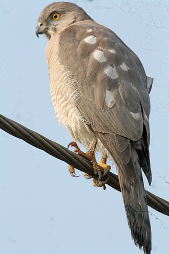Male Shikra Hawk Perched on Wire Against Blue Sky