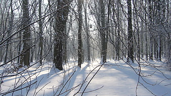 Sunlit Winter Forest Path with Snow-Covered Trees