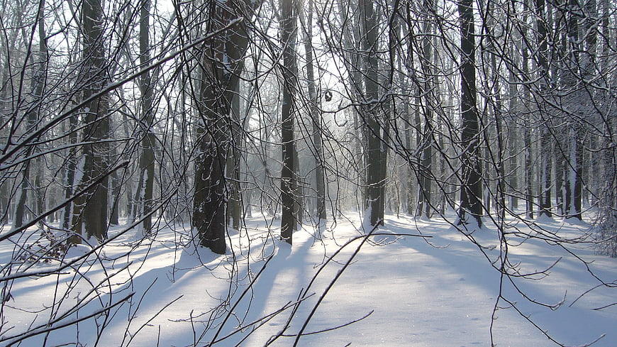 Sunlit Winter Forest Path with Snow-Covered Trees