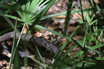 Lizard Camouflaged on Branch in Forest Undergrowth