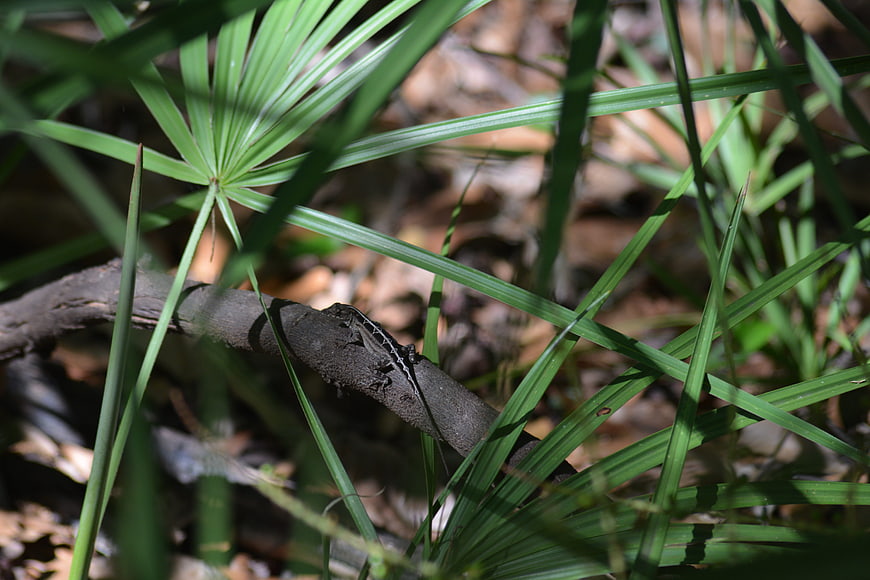 Lizard Camouflaged on Branch in Forest Undergrowth