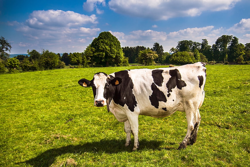 Black and white cow standing in green pasture
