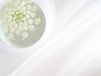 White Queen Anne's Lace Flower in Bowl on White Fabric