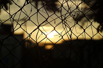 Sunset silhouette through chain link fence with vines