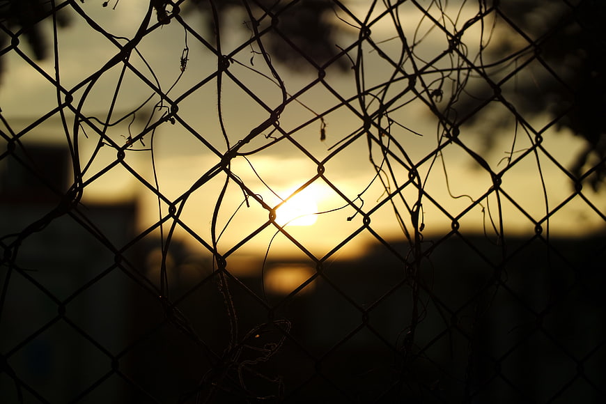 Sunset silhouette through chain link fence with vines