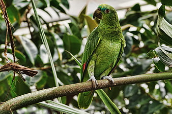 Green Parrot Perched on Branch in Tropical Jungle