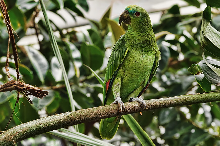 Green Parrot Perched on Branch in Tropical Jungle