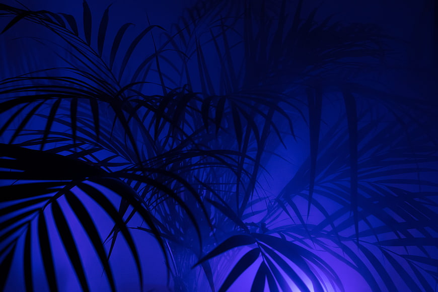 Dark Blue Palm Leaf Shadows on Gradient Background