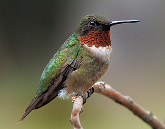 Male Ruby-throated Hummingbird Perched on Branch