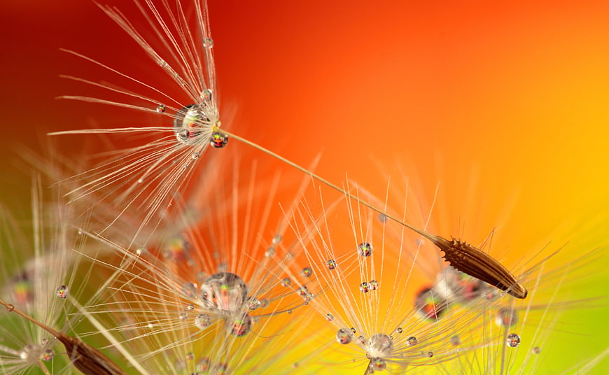 Macro Dandelion Seeds with Dewdrops on Vibrant Orange Background