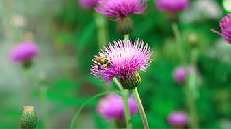 Bumblebee Pollinating Purple Thistle Flower in Green Field