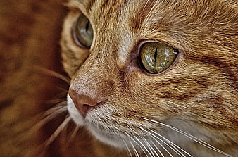 Close-up portrait of a red tabby cat face with green eyes