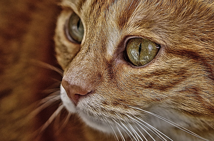 Close-up portrait of a red tabby cat face with green eyes