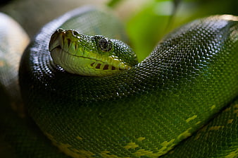 Close-up of a vibrant green tree python coiled on a branch