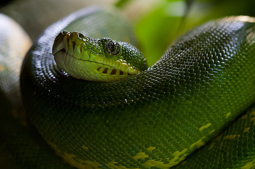 Close-up of a vibrant green tree python coiled on a branch