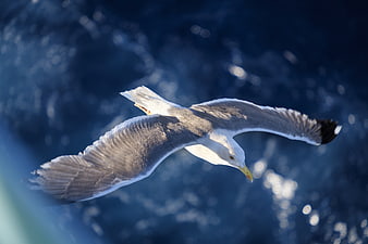 Seagull in Flight Over Blue Ocean Water