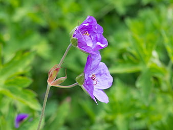 Close-up of purple wild geranium flowers on green background
