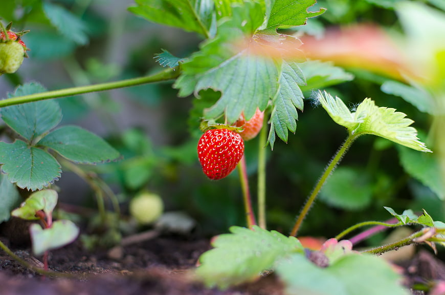 Ripe Strawberry Hanging on Vine in Garden