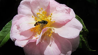 Hover Fly Pollinating Pink Rose in Sunlight
