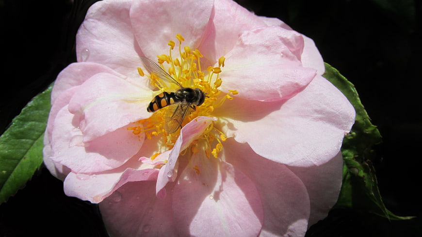 Hover Fly Pollinating Pink Rose in Sunlight