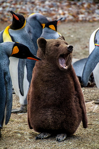 Digital Art of a Yawning Bear in a Penguin Costume