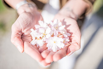 Close-up of hands holding delicate pink cherry blossoms