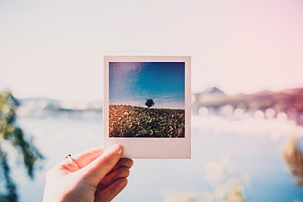 Hand holding polaroid photo of tree in field