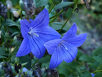 Close-up of vibrant blue balloon flowers in a garden