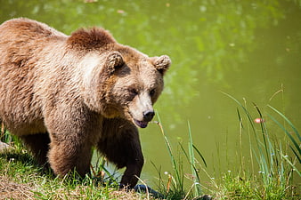 Grizzly Bear Walking Beside Green Pond