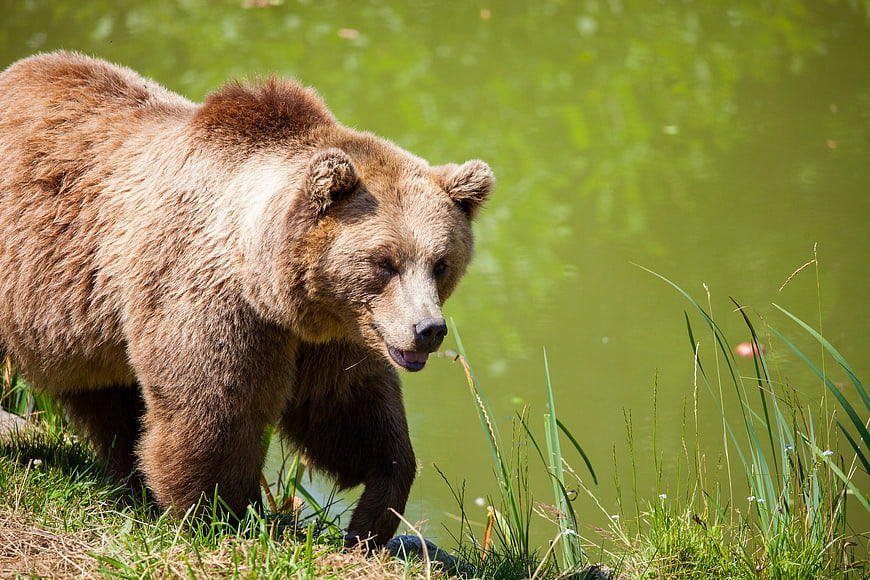 Grizzly Bear Walking Beside Green Pond
