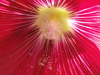 Macro Close-Up of Vibrant Pink Hollyhock Flower Center