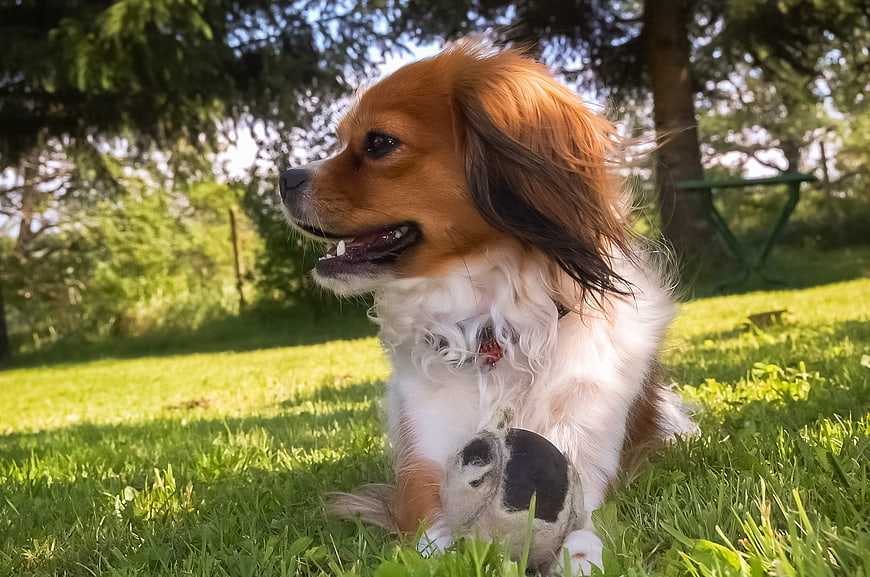 Happy Papillon Dog Playing with Toy in Sunny Garden