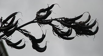 Silhouette of dried curved seed pods against gray sky
