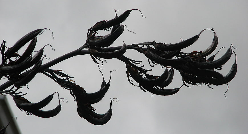 Silhouette of dried curved seed pods against gray sky