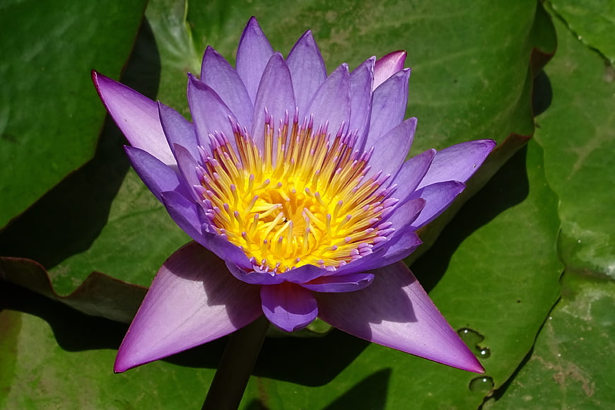 Purple Water Lily with Yellow Center on Green Lily Pad