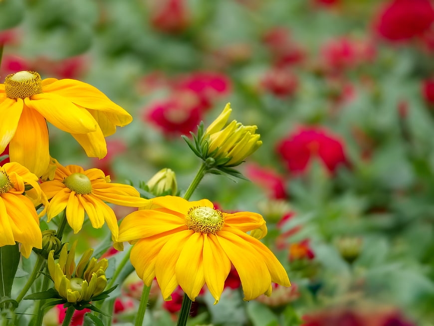 Vibrant Yellow Black-Eyed Susans in Summer Garden
