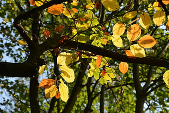 Sunlit autumn leaves on tree branches against blue sky