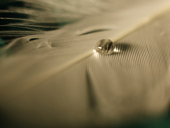 Macro shot of water droplet on white feather
